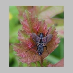 Eriothrix rufomaculatus - Raupenfliege 03.jpg